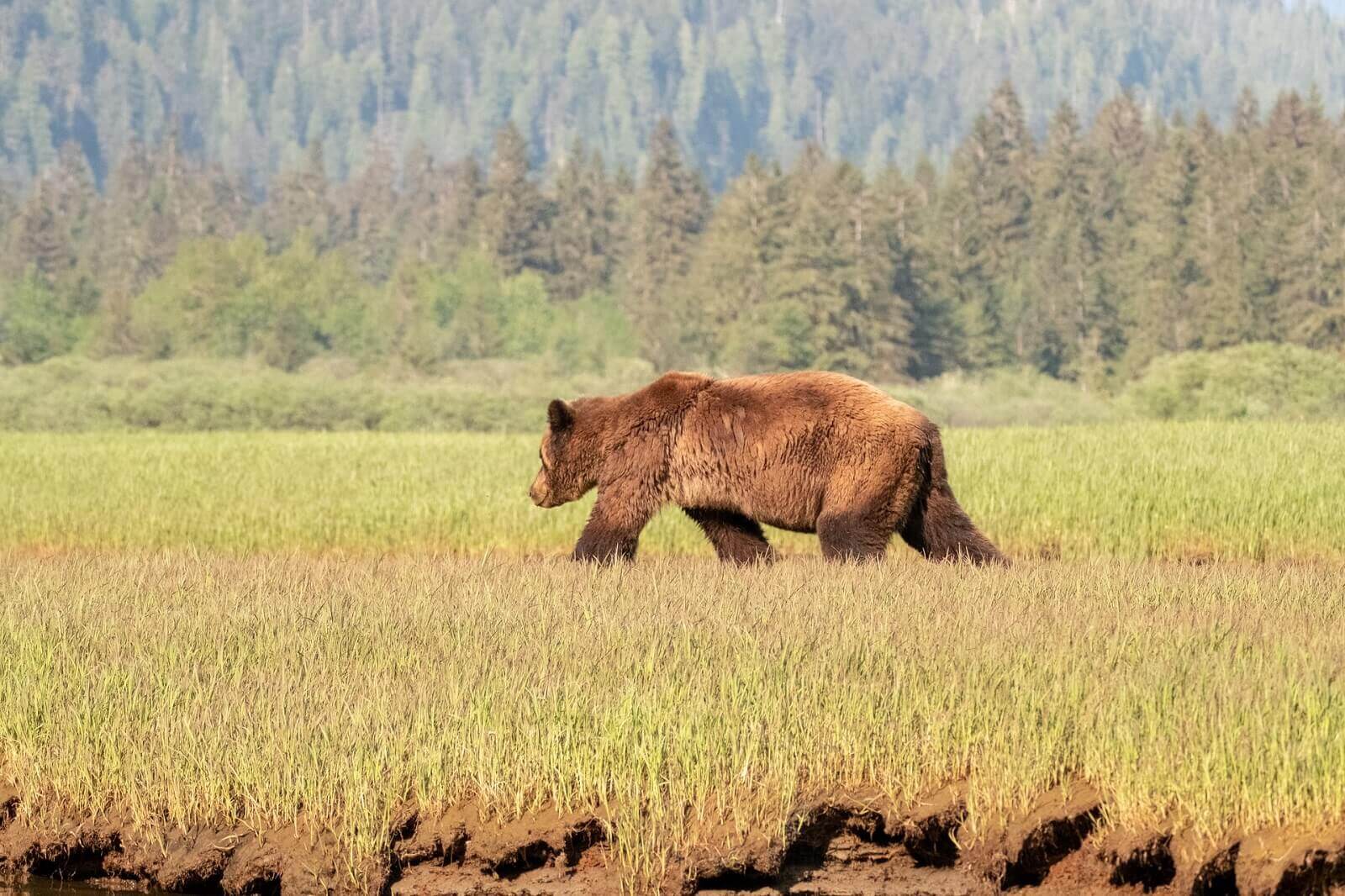 bear is walking on trail