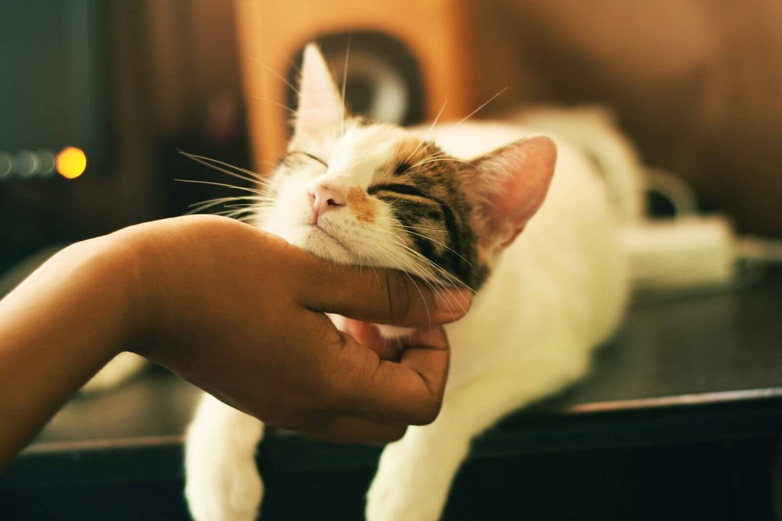 human is touching cat